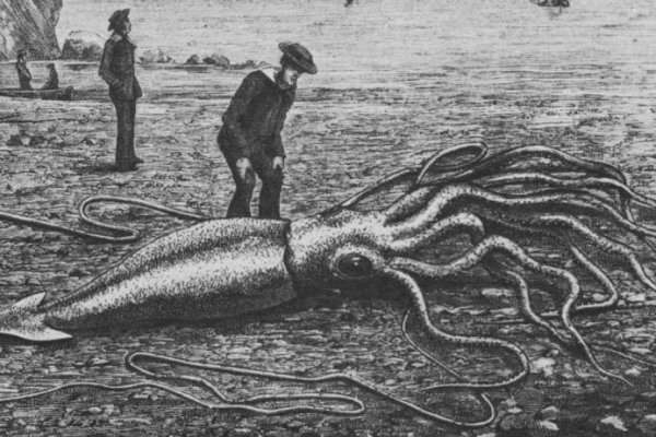 Магазин kraken даркнет
